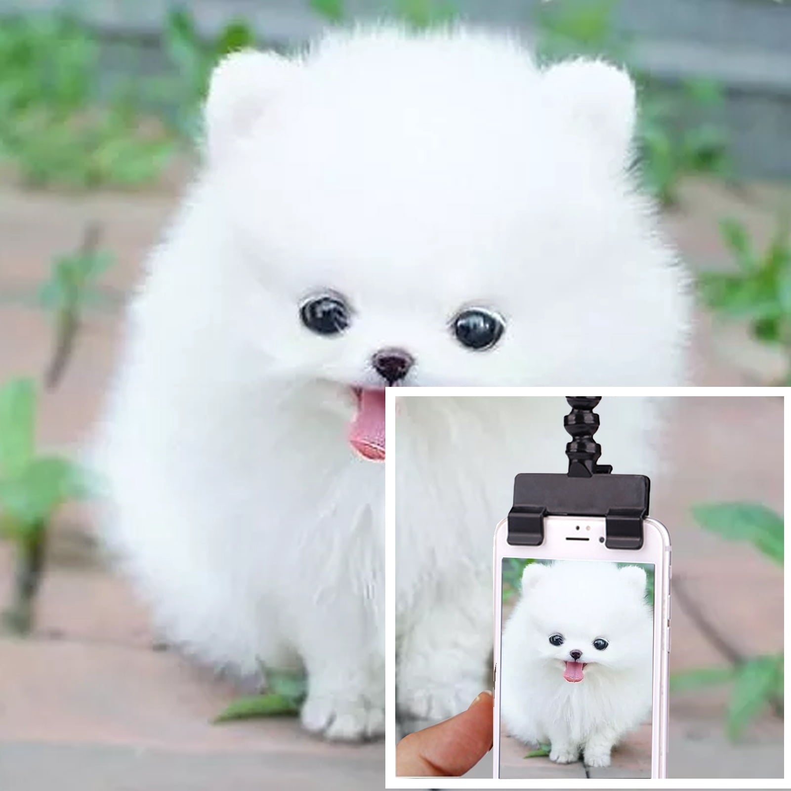 Pet Selfie Tool Smartphone Attachment Dog Selfie Stick Cellphone Treat Holder for Training Perfect Photo of Dogs Cats Captivate Attention Portrait Compatible on All Smartphones